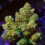 SPS Corals
