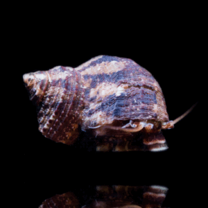 Turbo Fluctuosa - Mexican Turbo Snail
