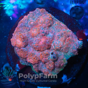 Chalice sp. Red-Greenish Blue
