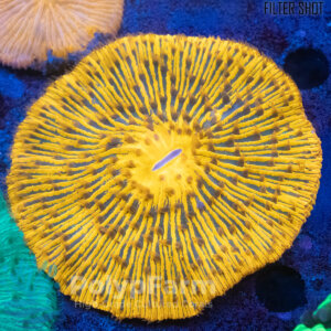 Fungia (Cycloseria) Orange