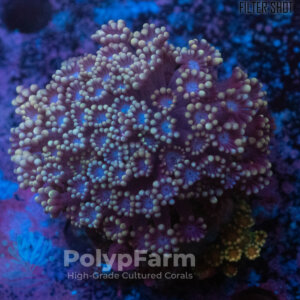 Alveopora sp. Violet Gold Tip + Tiny SPAWN Frag Green-Red Mouth Gold Tip