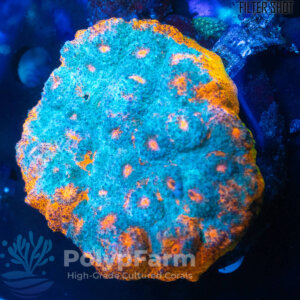 Chalice Kartar Orenji XXXL