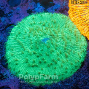 Fungia (Cycloseria) Green