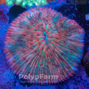 Fungia (Cycloseria) Rainbow Red-Greenish