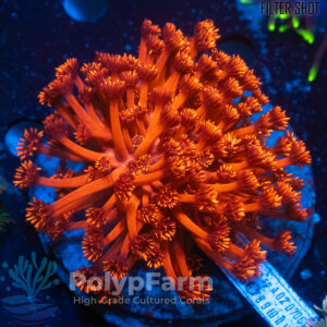 Goniopora sp. "Mastergrade" Red yellowish/gold tips