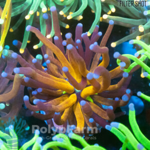 Euphyllia Glabrescens "Branching Tiger"