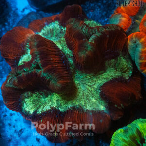 Trachyphyllia geoffroyi Green-Red