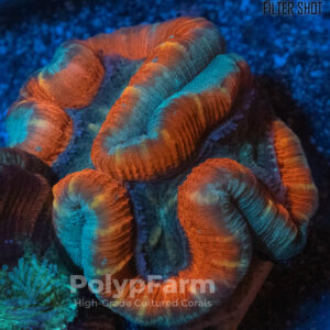 Trachyphyllia geoffroyi Blue-Red
