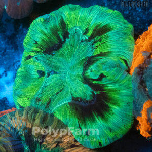 Trachyphyllia geoffroyi Green