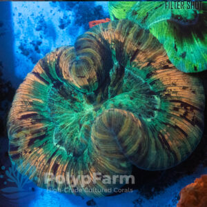 Trachyphyllia geoffroyi Orange-Green-blueish