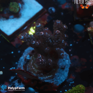 Alternative view of Acropora tenuis