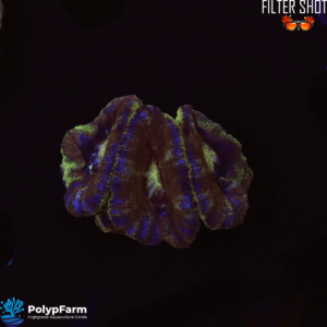 Acanthastrea/Micromussa lordhowensis "Malaysia Tiger Stripes"