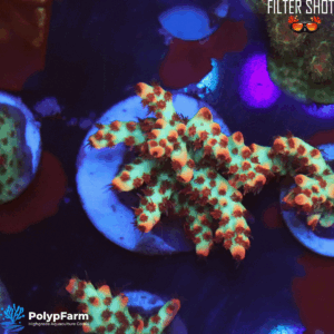 Acropora microlados Strawberry Shortcake