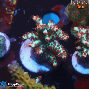 Alternative view of Acropora microlados Strawberry Shortcake