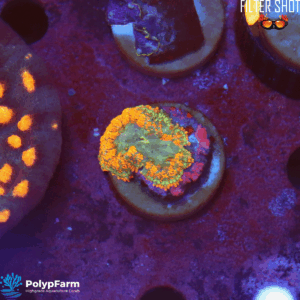 Rhodactis Orange Electric Mowi Mowi