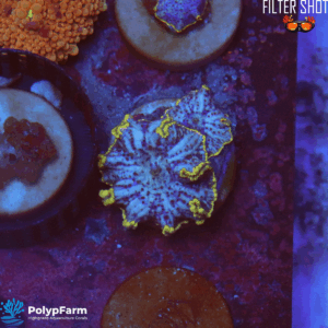 Discosoma Blue Jawbreaker