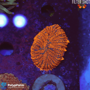 Rhodactis Orange Electric Mowi Mowi