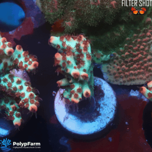 Acropora microlados Strawberry Shortcake
