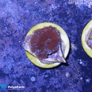 Alternative view of Rhodactis Orange Electric Mowi Mowi