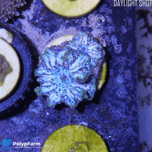 Alternative view of Discosoma Blue Jawbreaker