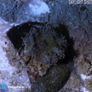 Alternative view of Ricordea Yuma