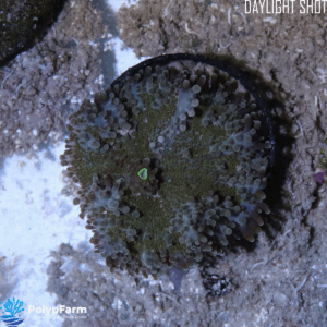 Alternative view of Ricordea Yuma