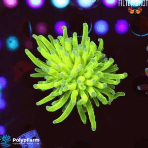 Euphyllia Glabrescens "Holy Grail Avalanche"