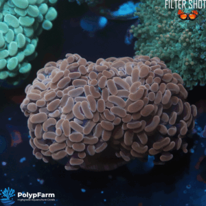 Euphyllia paraancora "Rose"