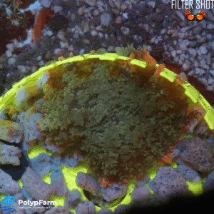 Rhodactis sp. “Frankenstein bounce”