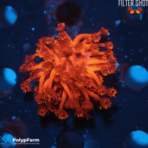 Goniopora sp. "Mastergrade Red"