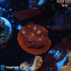 Echinophyllia Chalice "Red Bugatti"