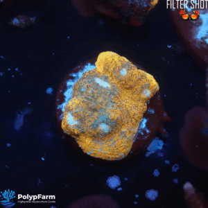 Echinophyllia Chalice