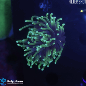 Alternative view of Euphyllia Glabrescens (1 XL H)