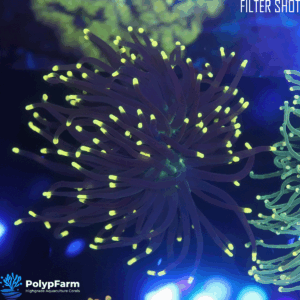 Alternative view of Euphyllia Glabrescens (DH XL)