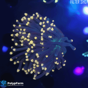 Alternative view of Euphyllia glabrescens (1H XL)