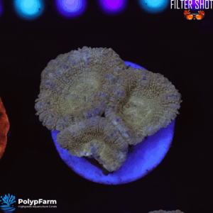 Acanthastrea/Micromussa lordhowensis "Malaysia Gold-Yellow"