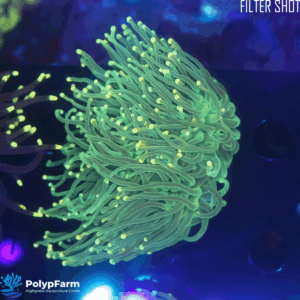 Alternative view of Euphyllia glabrescens (1H XL)