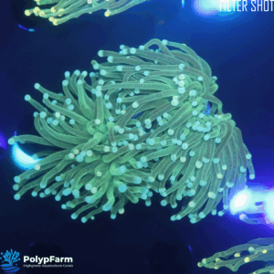 Alternative view of Euphyllia glabrescens (2H)