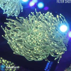 Alternative view of Euphyllia glabrescens (2DH XL)