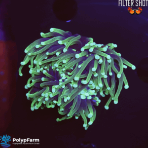 Euphyllia Glabrescens (2 DH)