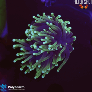 Euphyllia Glabrescens (1 XL H)