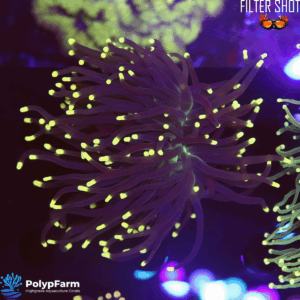 Euphyllia Glabrescens (DH XL)