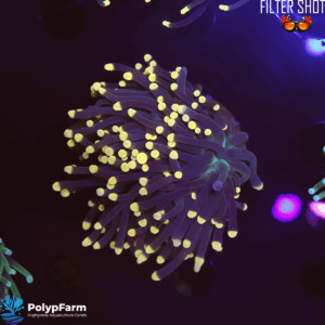 Euphyllia glabrescens (1H XL)