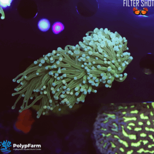 Euphyllia glabrescens (2DH)