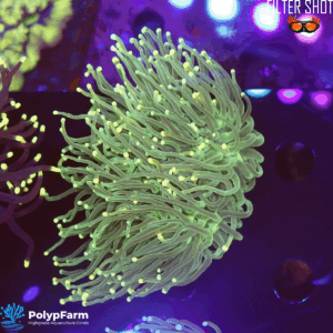 Euphyllia glabrescens (1H XL)