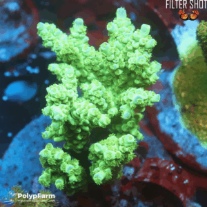 Alternative view of Acropora Tenuis