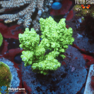 Acropora Tenuis