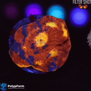 Echinophyllia Chalice "Rainbow"