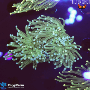 Euphyllia glabrescens (2H)