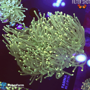 Euphyllia glabrescens (2DH XL)